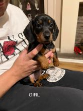 Lovely Miniature Dachshund puppies Image eClassifieds4u 3