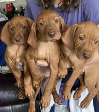 Stunning Hungarian Vizsla puppies ready now..!! Image eClassifieds4u 2