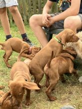 Stunning Hungarian Vizsla puppies ready now..!! Image eClassifieds4u 3