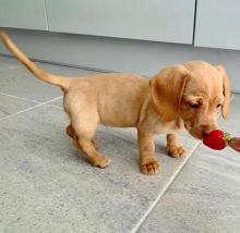 Cute Lovely Dachshund Puppies male and female for adoption
