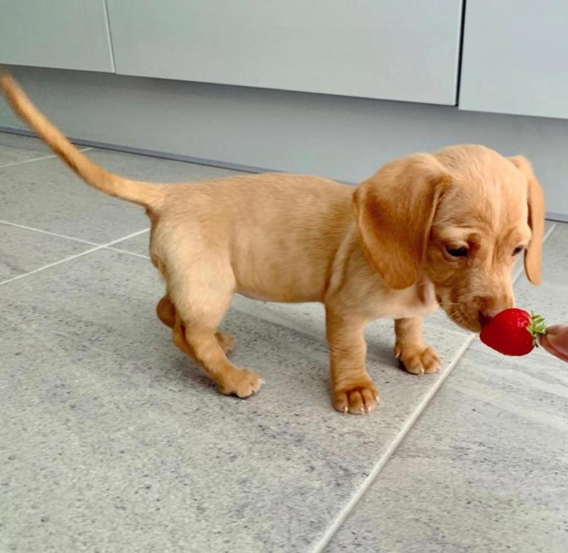 Cute Lovely Dachshund Puppies male and female for adoption Image eClassifieds4u