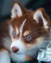 Cute Lovely Rusell Terrier Puppies male and female for adoption Image eClassifieds4u 1