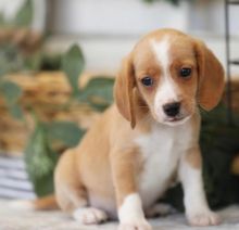 Adorable male and female Beagle puppies for adoption