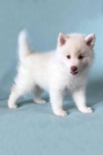 Cute male and female Pomsky for adoption.