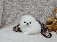 Healthy Teacup Pomeranian Puppies