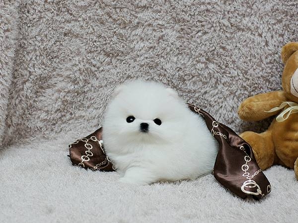 Healthy Teacup Pomeranian Puppies Image eClassifieds4u