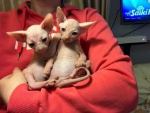 Amazing Sphynx kittens for new homes