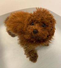 Cute Lovely Toy Poodle Puppies male and female for adoption