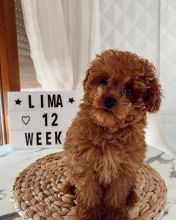 Cute Lovely Toy Poodle Puppies male and female for adoption