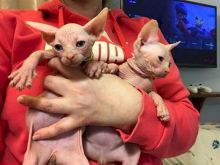 Cute Sphynx kittens available for re-homing