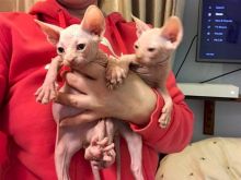 Male And Female Sphynx kittens Available