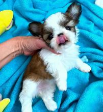 PUREBRED SHIH TZU PUPPIES AVAILABLE FOR LOVING HOMES