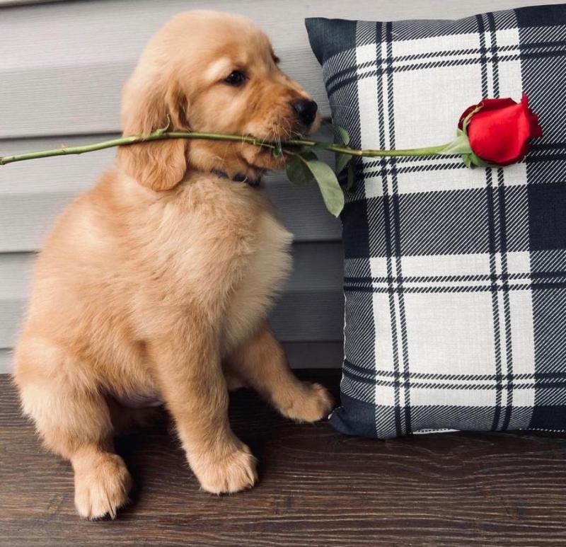 Cute Lovely golden retriever Puppies male and female for adoption Image eClassifieds4u