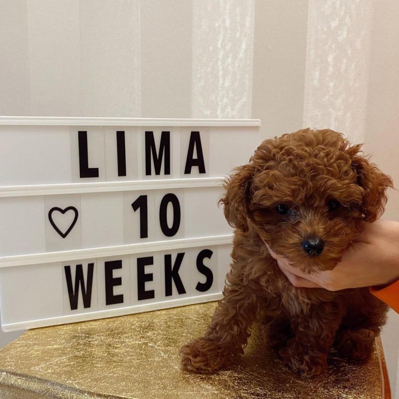 Cute Lovely Toy Poodle Puppies male and female for adoption Image eClassifieds4u