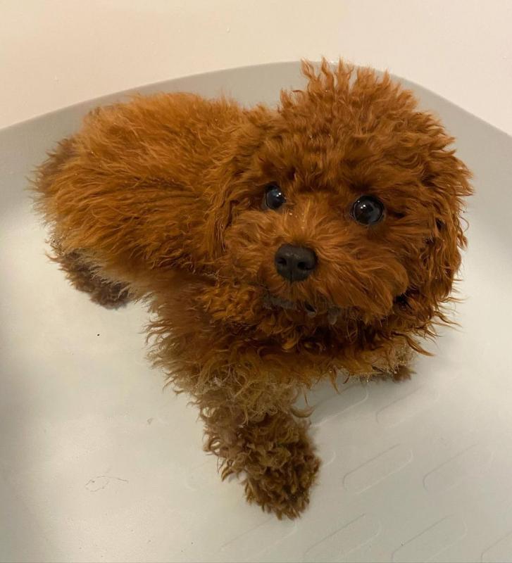 Cute Lovely Toy Poodle Puppies male and female for adoption Image eClassifieds4u