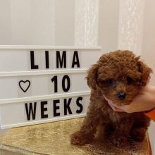 Cute Lovely Toy Poodle Puppies male and female for adoption Image eClassifieds4U