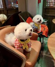 Cute Lovely Bichon Puppies male and female for adoption