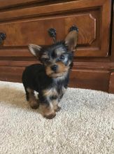 Cute male and female Yorkshire Terrier puppies for adoption.