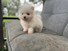 Outstanding male and female Pomeranian puppies for adoption