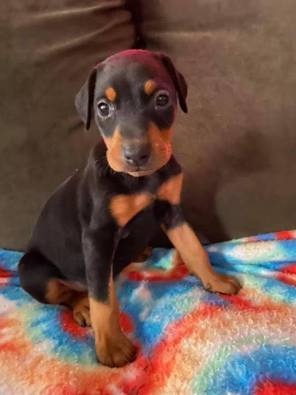Amazing male and female Doberman puppies for adoption. Image eClassifieds4u