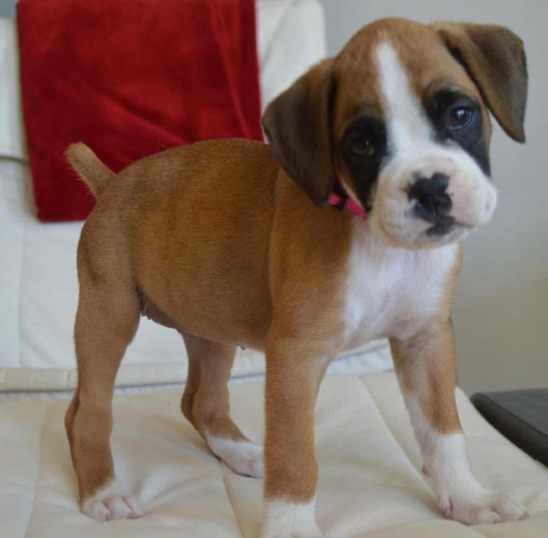 Fine Looking male and female Boxer puppies for adoption Image eClassifieds4u