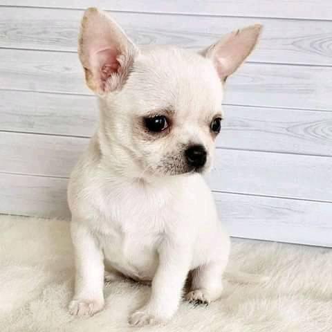 Fine Looking male and female Chihuahua puppies for adoption Image eClassifieds4u