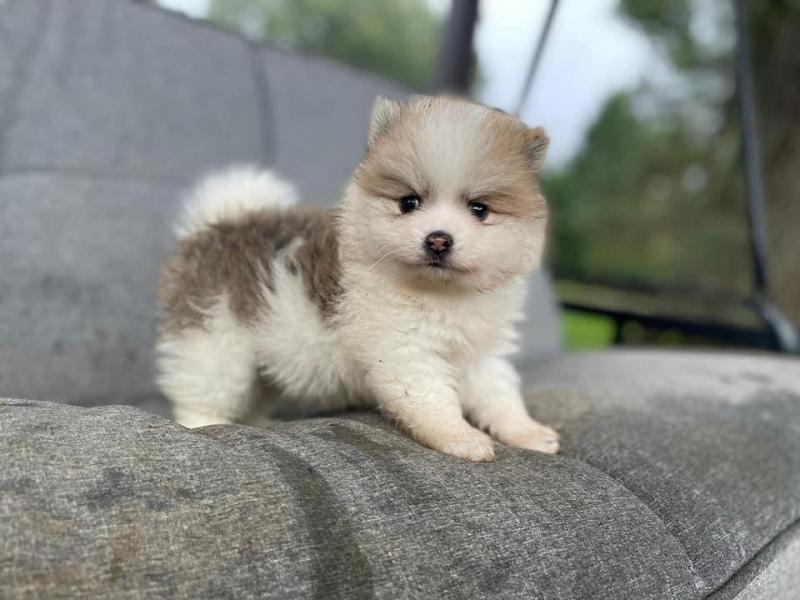 Healthy male and female Pomeranian puppies for adoption. Image eClassifieds4u