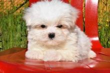 Amazing male and female Maltese puppies for adoption. Image eClassifieds4u 2
