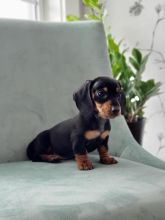 CKC male and female Miniature Dachshund puppies for adoption. Image eClassifieds4u 2