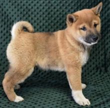 Lovely male and female Shiba Inu puppies for adoption. Image eClassifieds4u 2