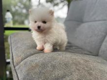 Outsanding male and female pomeranian puppies for adoption Image eClassifieds4u 1