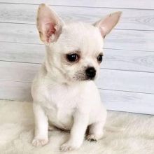 Pure Bred male and female Chihuahua puppies for adoption Image eClassifieds4u 2
