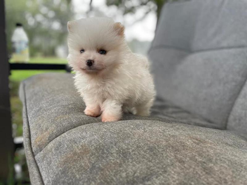 Outsanding male and female pomeranian puppies for adoption Image eClassifieds4u