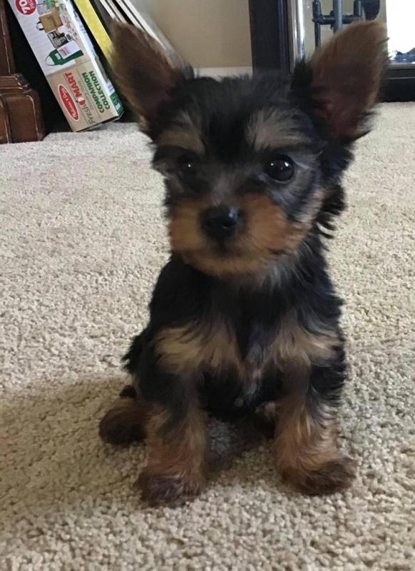Pure Bred male and female Yorkshire Terrier puppies for adoption Image eClassifieds4u