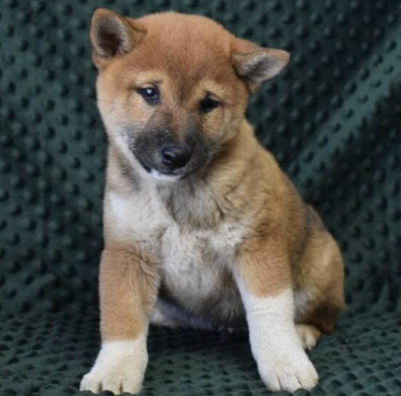 Smart male and female shiba Inu puppies for adoption Image eClassifieds4u