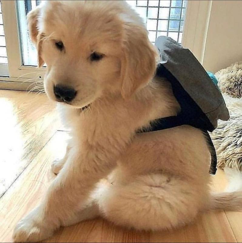 Super Cute male and female Golden Retriever puppies for adoption Image eClassifieds4u