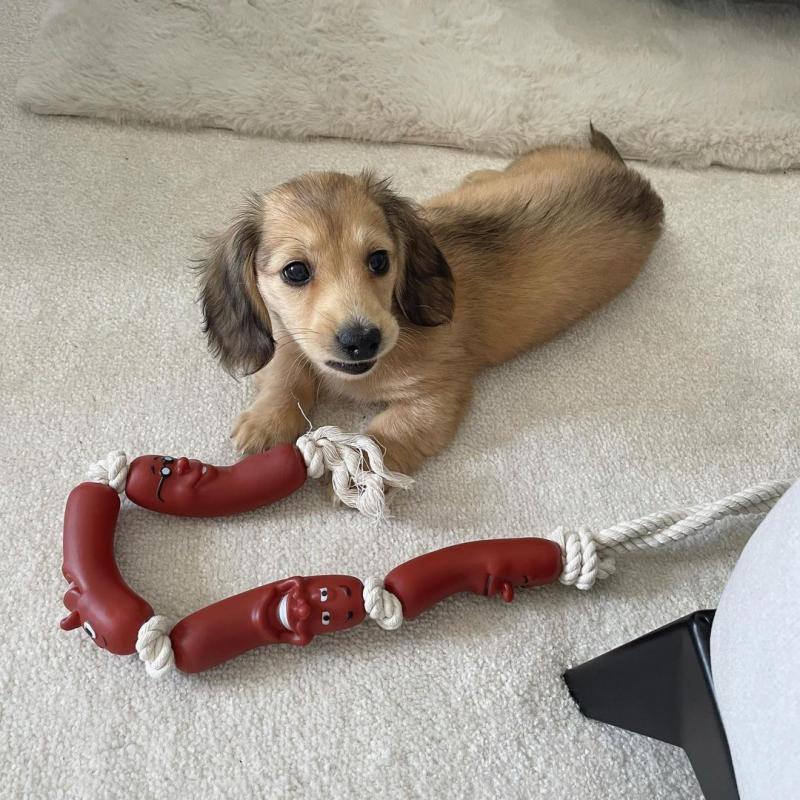 🐶🐶CHARMING 🥰🥰 CKC DACHSHUND Puppies ❤️🦴READY NOW🟥🍁🟥 Image eClassifieds4u