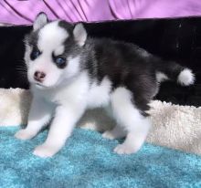 Cute male and female Pomsky puppies for adoption