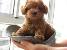 Energetic male and female Boxer Toy Poodle for adoption