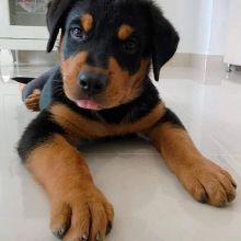 Healthy Fluffy ROTTWEILER Puppies For Adoption. Contact Via (vincenzohome88@gmail.com)