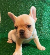 Home Trained male and female french bulldog puppies for adoption