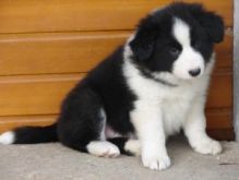 Intelligent male and female Border Collie puppies for adoption