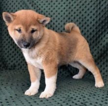 Well Trained male and female shiba inu puppies for adoption.