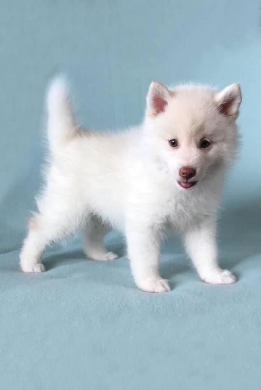 Cute male and female Pomsky puppies for adoption Image eClassifieds4u
