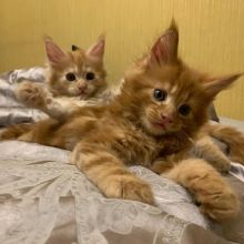 Gorgeous Maine Coon kittens Ready For Re-homing {vincenzohome88@gmail.com}
