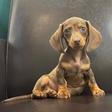 Purebred DACHSHUND Puppies Available For Rehoming (vincenzohome88@gmail com)