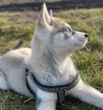 Straight up Blue Eyes Siberian Husky Puppies For Sale