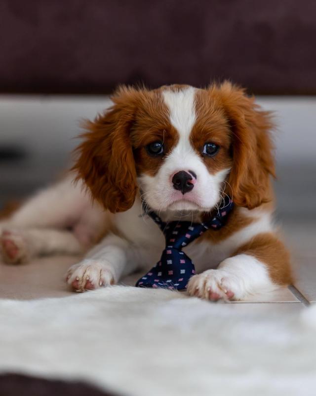 CBCA Reg'd Cavalier King Charles Spaniel Puppies Image eClassifieds4u
