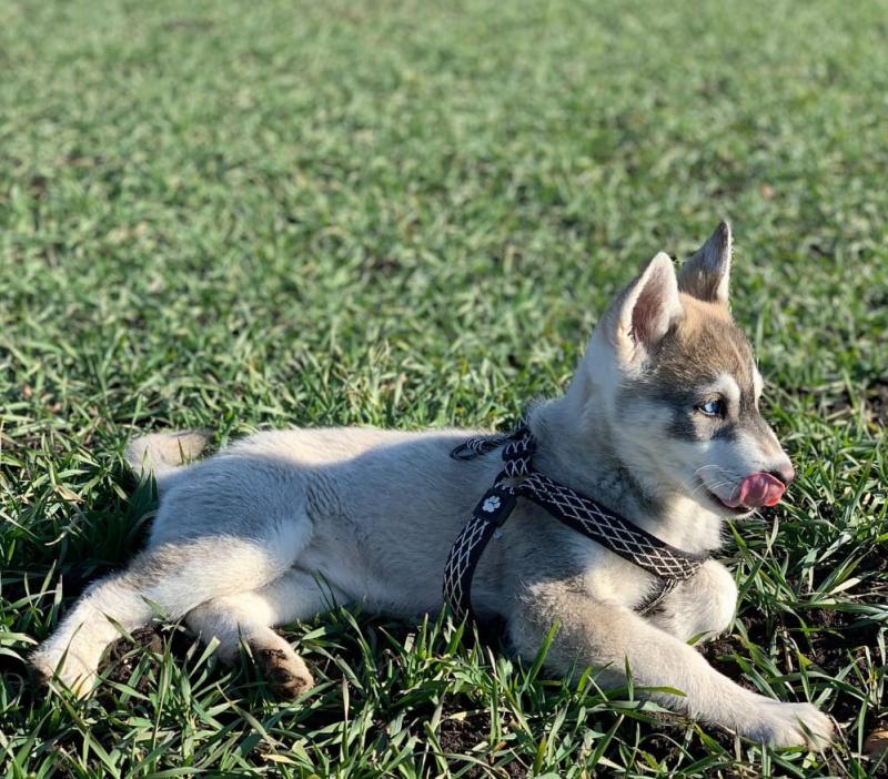 Excellent Siberian Husky puppies for adoption Image eClassifieds4u