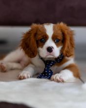 CBCA Reg'd Cavalier King Charles Spaniel Puppies Image eClassifieds4u 4